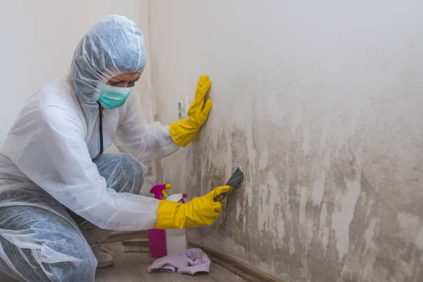 Grove City, OH Mold Removal Company